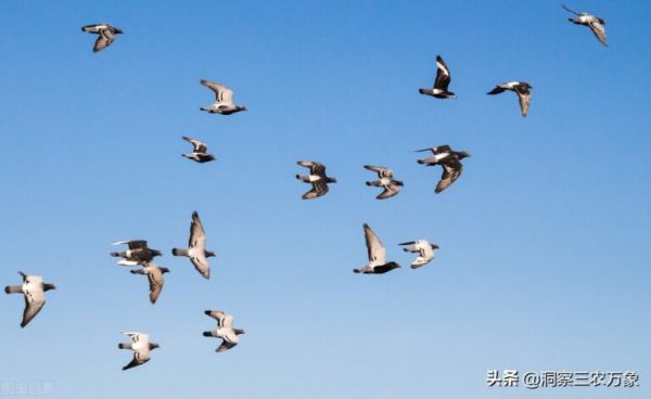 鴿子該怎么養(yǎng)？把握好這4個(gè)方面的問(wèn)題，輕松解決養(yǎng)鴿子的難題