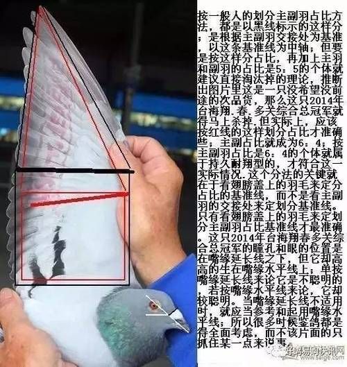 赛鸽如何养才能养的健康,几个饲养赛鸽技巧(鸽子东西几个很好是一个) 健康