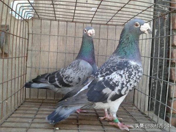 信鴿怎么養(yǎng)？信鴿的馴養(yǎng)技巧