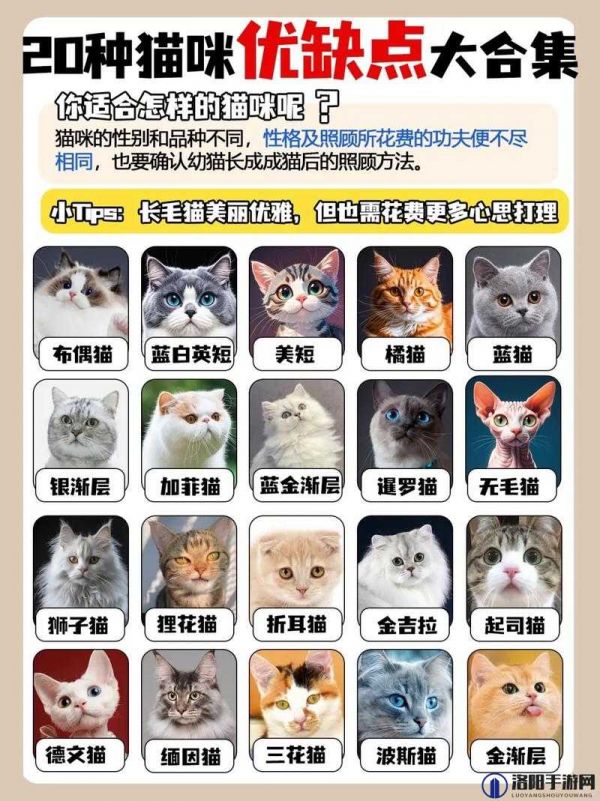 種子貓的獨(dú)特魅力：如何選擇適合的種子貓品種并確保其健康成長？