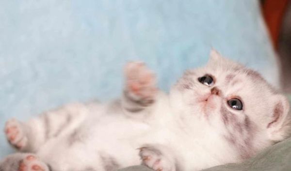 选购猫咪：怎么挑选，一只健康的猫咪呢