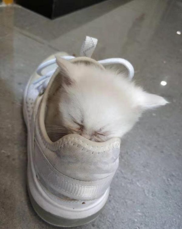选购猫咪：怎么挑选，一只健康的猫咪呢
