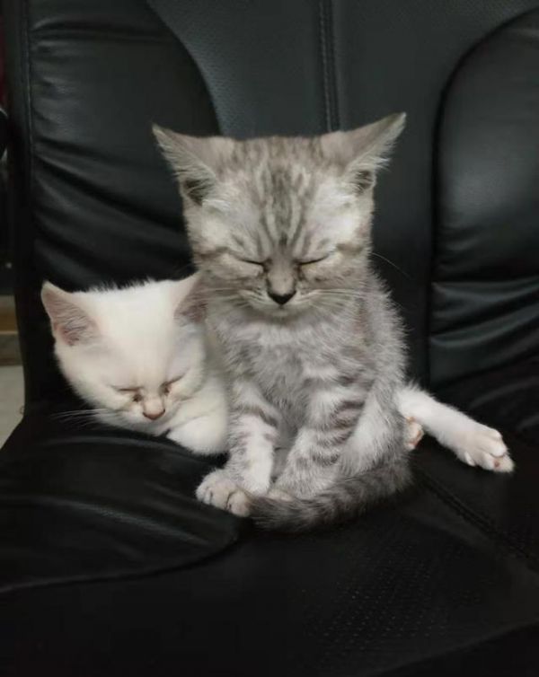 选购猫咪：怎么挑选，一只健康的猫咪呢
