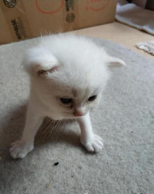 选购猫咪：怎么挑选，一只健康的猫咪呢
