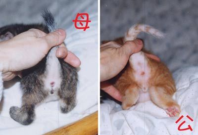 如何挑选一只健康猫(图)