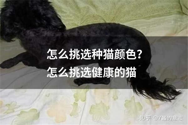 怎么挑选种猫颜色？怎么挑选健康的猫