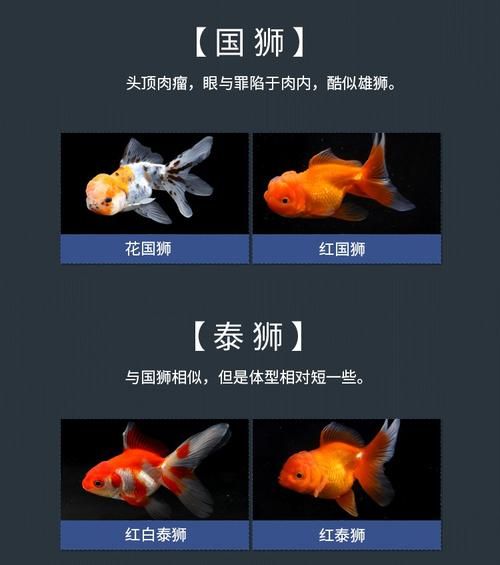 鎏金金鱼如何挑选