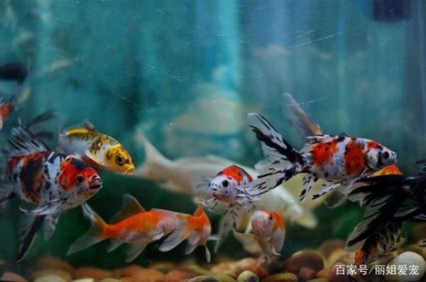 观赏鱼病如何能及时发现观察从这几个方面入手，不妨一看