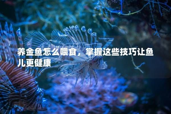養(yǎng)金魚怎么喂食，掌握這些技巧讓魚兒更健康