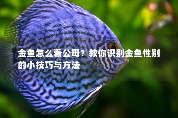 金魚怎么看公母？教你識(shí)別金魚性別的小技巧與方法