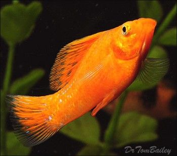 金魚(yú)生病圖片