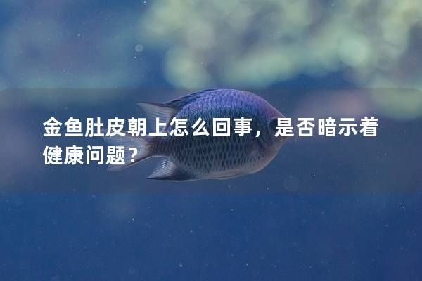 金魚肚皮朝上怎么回事，是否暗示著健康問題？