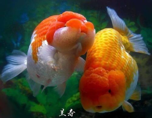 金鱼健康自查指南