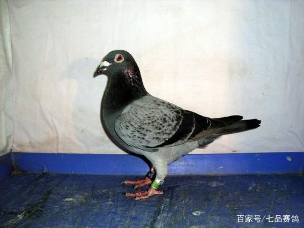 警惕赛鸽亚健康问题，鸽子回不来往往是这个问题