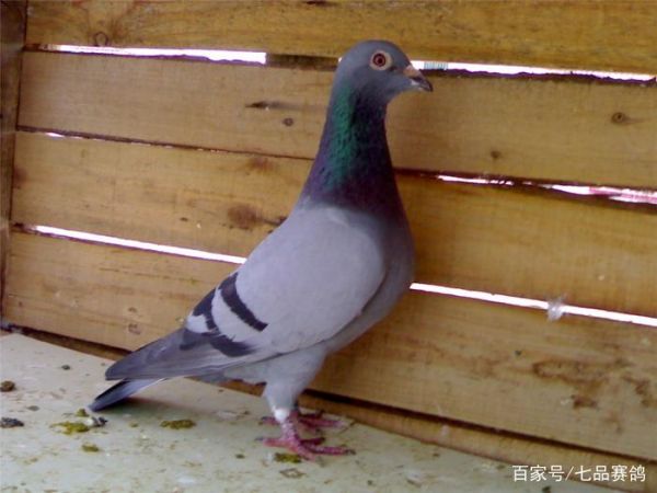 警惕赛鸽亚健康问题，鸽子回不来往往是这个问题
