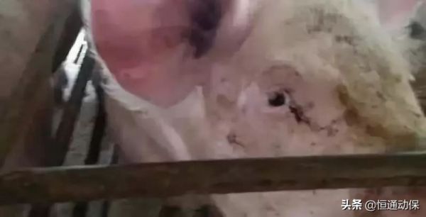 猪群出现亚健康和免疫抑制该怎么办？