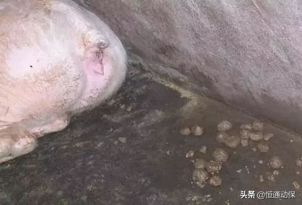 猪群出现亚健康和免疫抑制该怎么办？