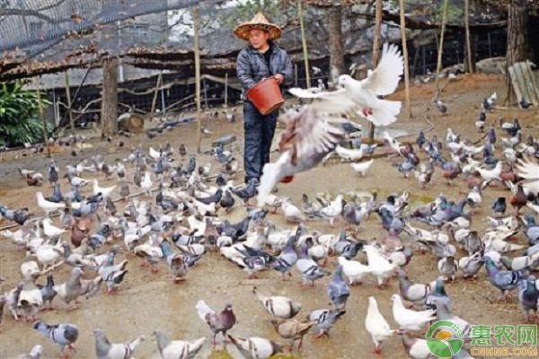 如何分辨鴿子是否處于亞健康狀態(tài)?-圖片版權(quán)歸惠農(nóng)網(wǎng)所有