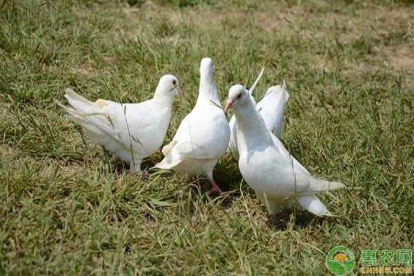 如何分辨鴿子是否處于亞健康狀態(tài)?-圖片版權(quán)歸惠農(nóng)網(wǎng)所有