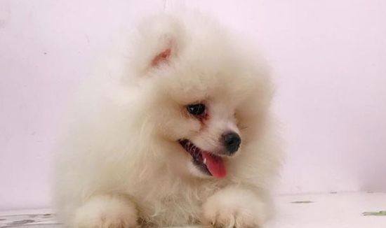 怎么樣判斷博美犬是否健康呢
