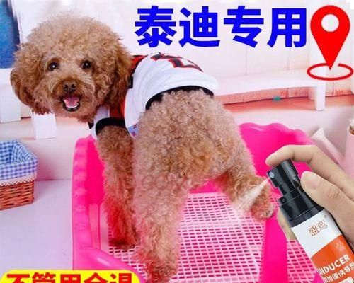 白色狗便便的健康秘密（從寵物的飲食習(xí)慣到健康檢查）