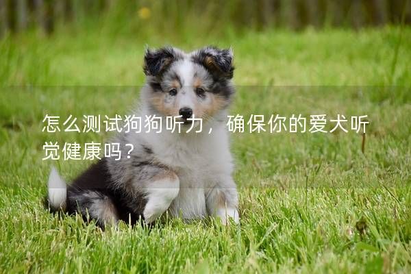 怎么測(cè)試狗狗聽力，確保你的愛犬聽覺健康嗎？