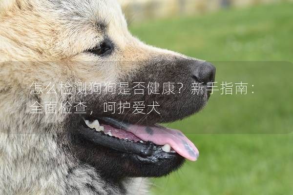 怎么检测狗狗是否健康？新手指南：全面检查，呵护爱犬