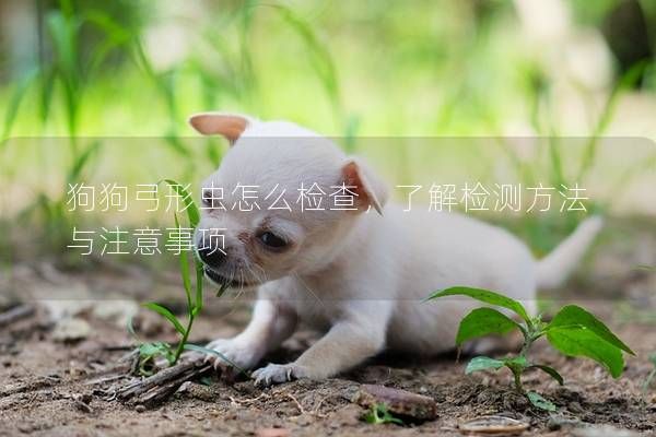 狗狗弓形虫怎么检查，了解检测方法与注意事项