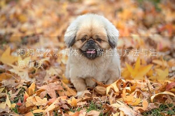 狗狗怎么測抗體，了解檢測方法與注意事項(xiàng)