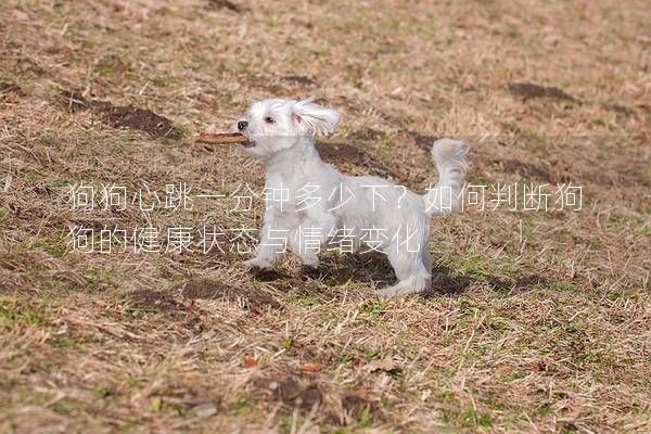 狗狗心跳一分鐘多少下？如何判斷狗狗的健康狀態(tài)與情緒變化