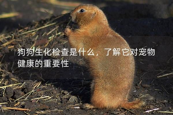 狗狗生化檢查是什么，了解它對寵物健康的重要性