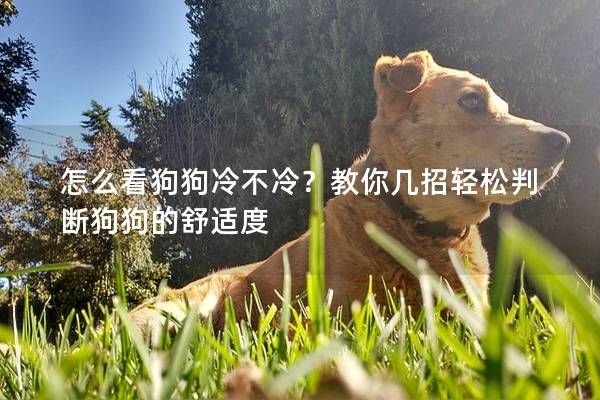 怎么看狗狗冷不冷？教你幾招輕松判斷狗狗的舒適度