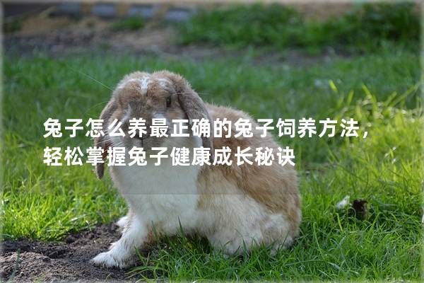 兔子怎么養(yǎng)最正確的兔子飼養(yǎng)方法，輕松掌握兔子健康成長(zhǎng)秘訣