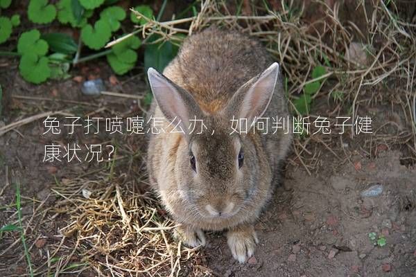 兔子打喷嚏怎么办，如何判断兔子健康状况？