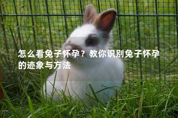 怎么看兔子懷孕？教你識(shí)別兔子懷孕的跡象與方法
