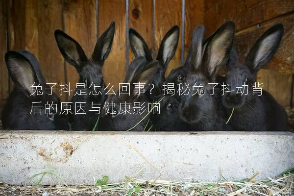兔子抖是怎么回事？揭秘兔子抖动背后的原因与健康影响
