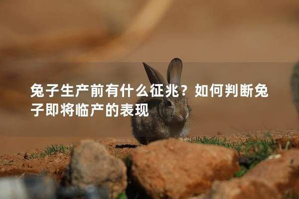 兔子生產前有什么征兆？如何判斷兔子即將臨產的表現(xiàn)