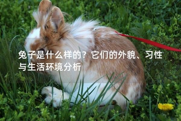 兔子是什么样的?它们的外貌、习性与生活环境分析