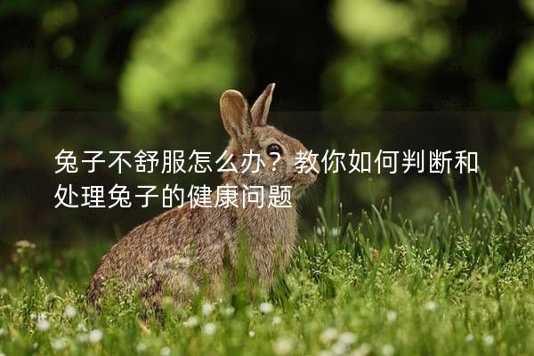 兔子不舒服怎么辦？教你如何判斷和處理兔子的健康問題