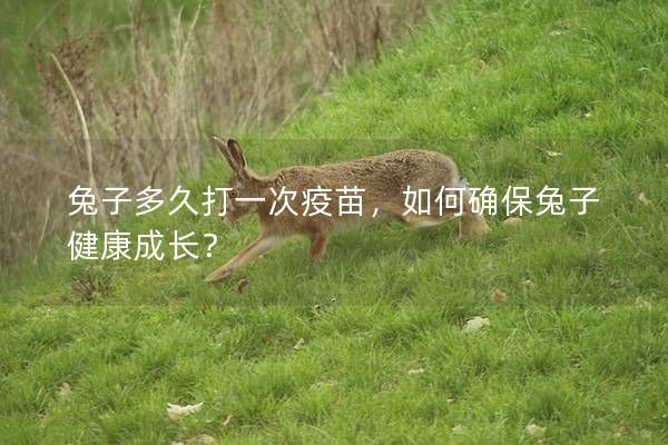 兔子多久打一次疫苗，如何確保兔子健康成長？