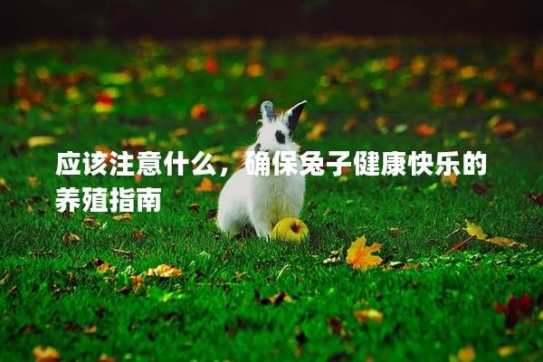 應(yīng)該注意什么，確保兔子健康快樂的養(yǎng)殖指南