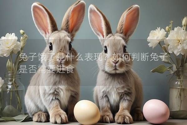 兔子饿了是什么表现？如何判断兔子是否需要进食