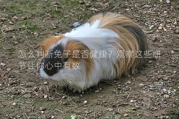 怎么判斷兔子是否健康？觀察這些細(xì)節(jié)讓你心中有數(shù)
