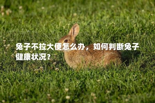兔子不拉大便怎么辦，如何判斷兔子健康狀況？