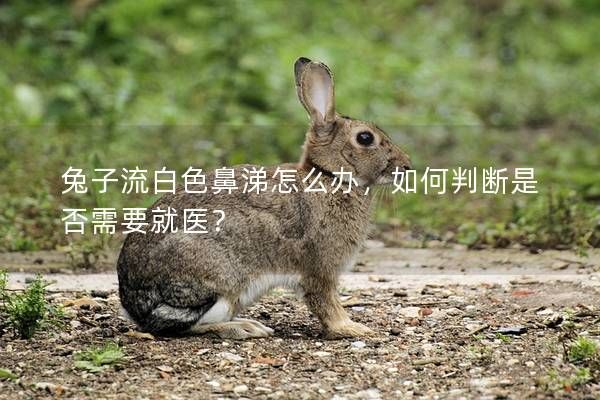 兔子流白色鼻涕怎么辦，如何判斷是否需要就醫(yī)？