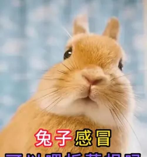 兔子感冒了怎么辦？一份全面指南（判斷兔子感冒和幫助恢復健康的實用建議）