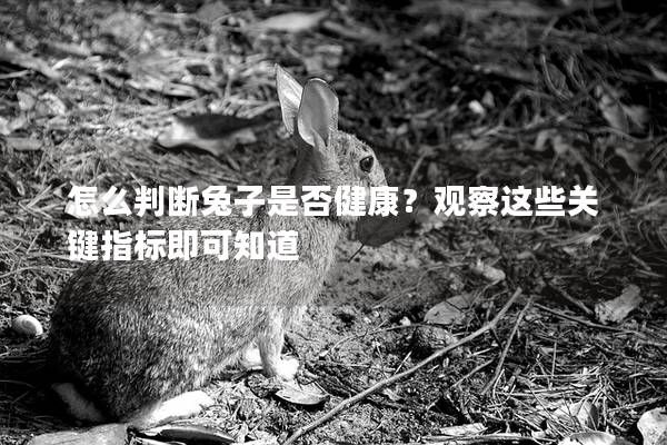 怎么判斷兔子是否健康？觀察這些關鍵指標即可知道