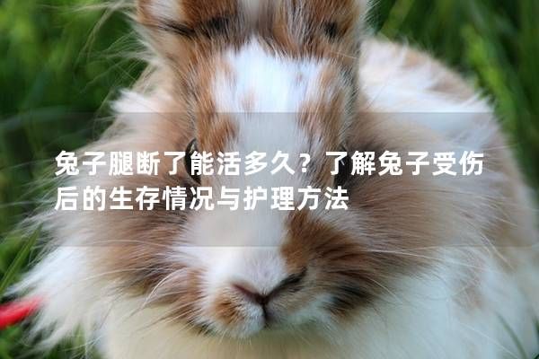 兔子腿斷了能活多久？了解兔子受傷后的生存情況與護(hù)理方法