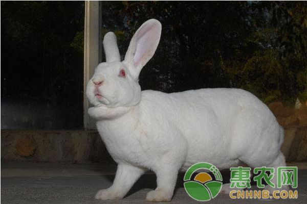 如何从兔粪便状态判断兔子的健康状况？-图片版权归惠农网所有