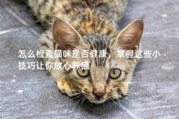 怎么檢查貓咪是否健康，掌握這些小技巧讓你放心養(yǎng)貓